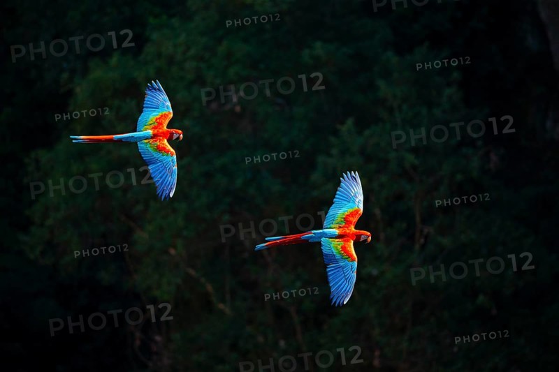Red-and-green macaw (Ara chloropterus) Buraco das Araras Brazil