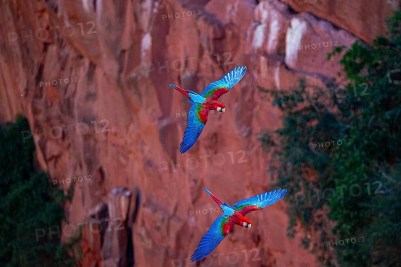 Red-and-green macaw (Ara chloropterus) Buraco das Araras Brazil