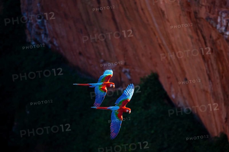 Red-and-green macaw (Ara chloropterus) Buraco das Araras Brazil