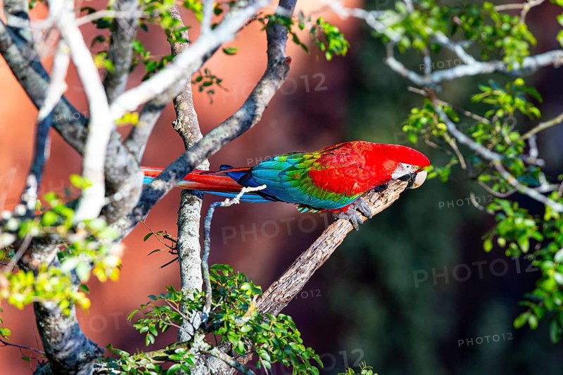 Red-and-green macaw (Ara chloropterus) Buraco das Araras Brazil