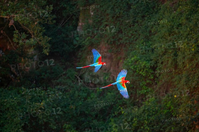 Red-and-green macaw (Ara chloropterus) Buraco das Araras Brazil