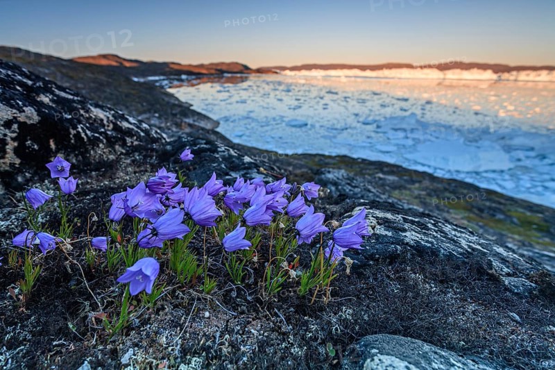 Purple wildflowers in front of ice fjord in midnight sun, bellflower, summer, Ilulissat Icefjord, Disko Bay, West Greenland, Greenland, North America