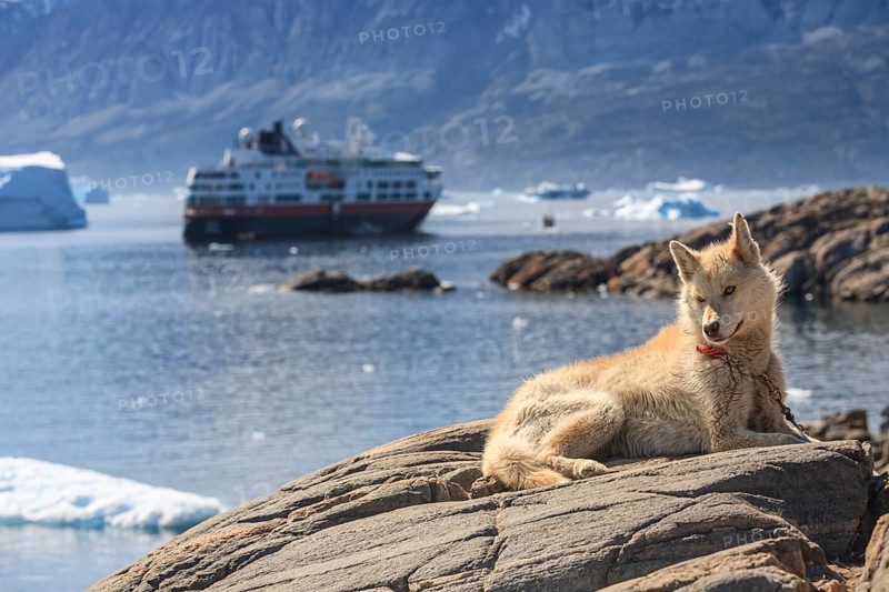 Greenland dog lying on a rock in front of icebergs in the fjord, husky, Hurtrigruten ship, sunny, Uummannaq, West Greenland, Greenland, North America
