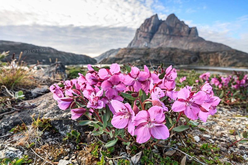Pink wildflowers in front of mountains, Chamaenerion latifolium, Uummannaq, West Greenland, Greenland, North America