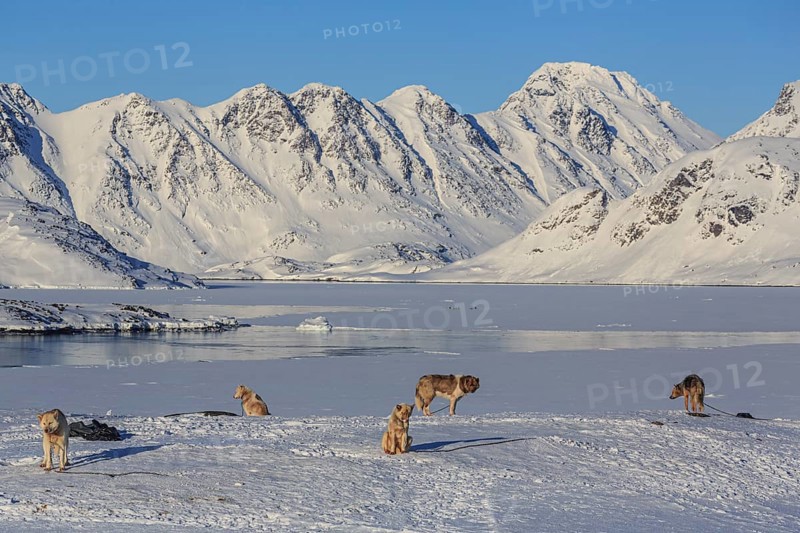 Greenland dogs, huskies, in front of fjord and snowy mountains, sunny, winter, Arctic, Kulusuk, East Greenland, Greenland, North America