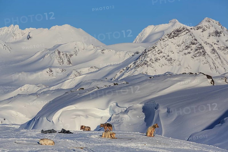 Greenland dogs, huskies, in front of snowy mountains, sunny, winter, Arctic, Kulusuk, East Greenland, Greenland, North America