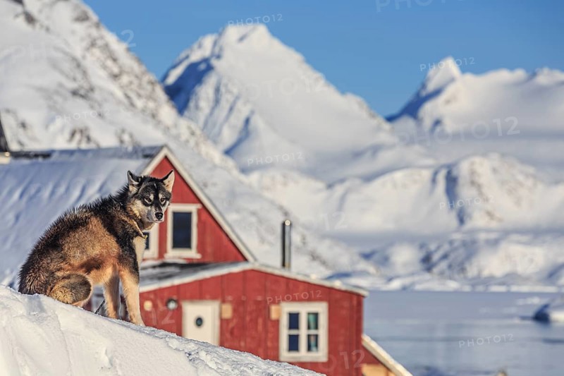 Greenland dog, husky in front of house and snowy mountains, sunny, Inuit settlement, winter, Arctic, Kulusuk, East Greenland, Greenland, North America