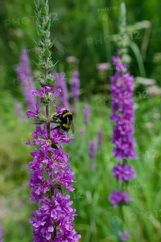 Bumblebee on the flower of Purple loosestrife (Lythrum salicaria), summer, August, Swabian-Franconian Forest nature park Park, Schwäbisch Hall, Hohenlohe, Heilbronn-Franconia, Baden-Württemberg, Germany, Europe