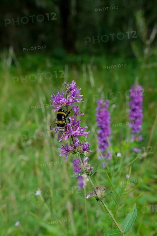 Bumblebee on the flower of Purple loosestrife (Lythrum salicaria), summer, August, Swabian-Franconian Forest nature park Park, Schwäbisch Hall, Hohenlohe, Heilbronn-Franconia, Baden-Württemberg, Germany, Europe
