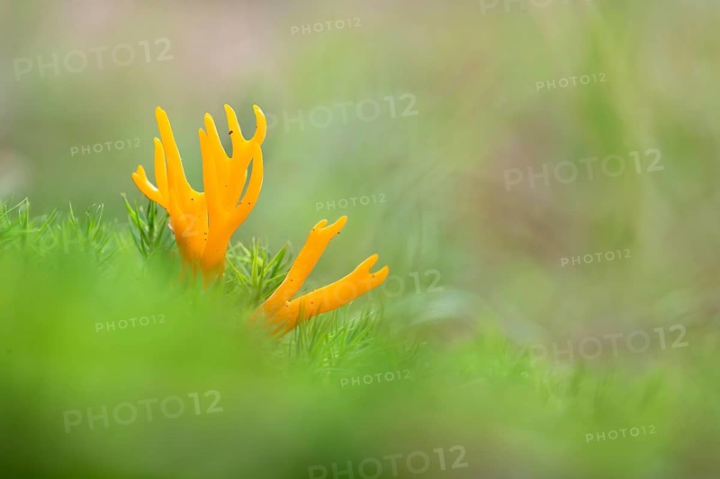 Yellow stagshorn (Calocera viscosa), fruiting body between moss, Kellerwald, Hesse, Germany, Europe