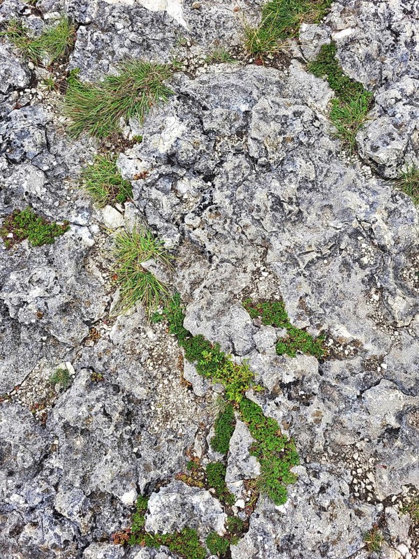 A rocky ground surface with different sizes of stones and pebbles as a background. Small plants can be seen between the grey and white stones, adding a splash of colour to the otherwise grey landscape