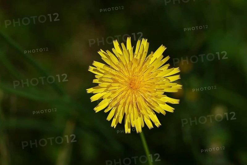 Mouse-ear hawkweed, also known as Lesser mouse-eared hawkweed or mouse-ear hawkweed (Hieracium pilosella), medicinal plant used medicinally as a diuretic, it also has a mild psychoactive effect that has been compared to that of cannabis, Wilnsdorf, North Rhine-Westphalia, Germany, Europe