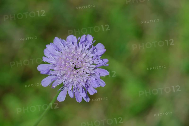 Field scabious (Knautia arvensis), card family, perennial, flowering in a meadow, Wilnsdorf, North Rhine-Westphalia, Germany, Europe