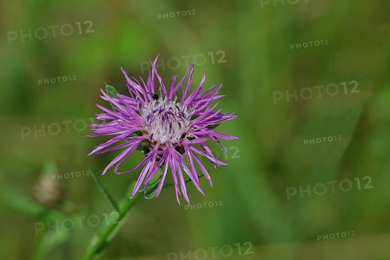 Meadow knapweed or brown knapweed (Centaurea jacea), flower, Wilnsdorf, North Rhine-Westphalia, Germany, Europe