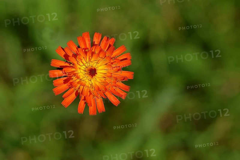 Fox-and-cubs (Hieracium aurantiacum), flower on a rough meadow, Wilnsdorf, North Rhine-Westphalia, Germany, Europe