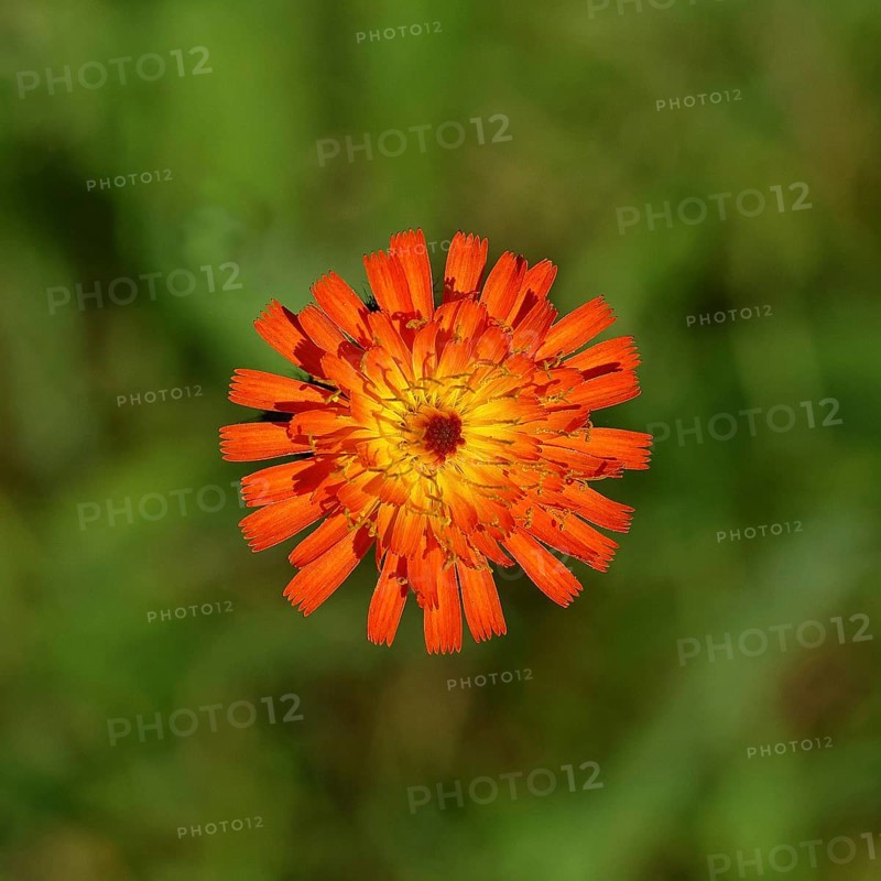 Fox-and-cubs (Hieracium aurantiacum), flower on a rough meadow, Wilnsdorf, North Rhine-Westphalia, Germany, Europe