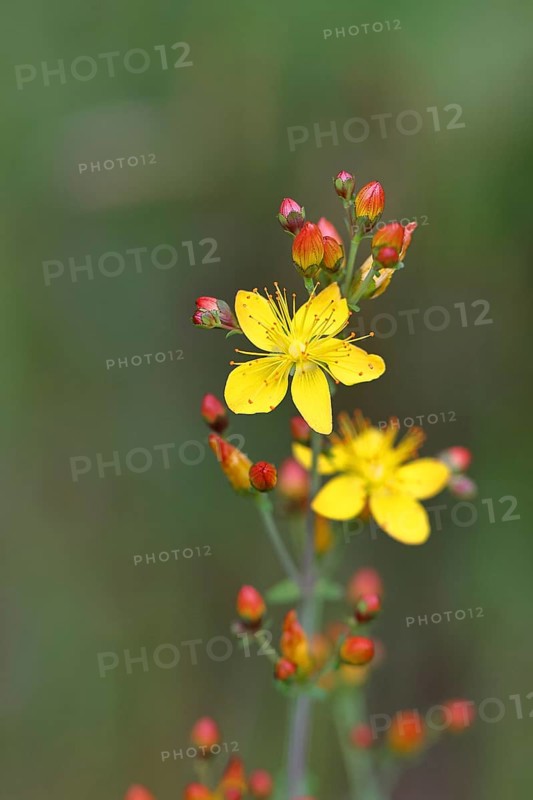 Common St John's wort (Hypericum perforatum), spotted St John's wort or common St John's wort (Hypericum perforatum), medicinal plant, flowering, Wilnsdorf, North Rhine-Westphalia, Germany, Europe