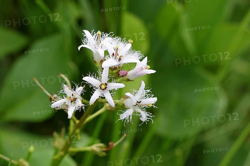 Bog bean (Menyanthes trifoliata) or bitter clover, medicinal plant, close-up of a flower in a meadow, Wilnsdorf, North Rhine-Westphalia, Germany, Europe