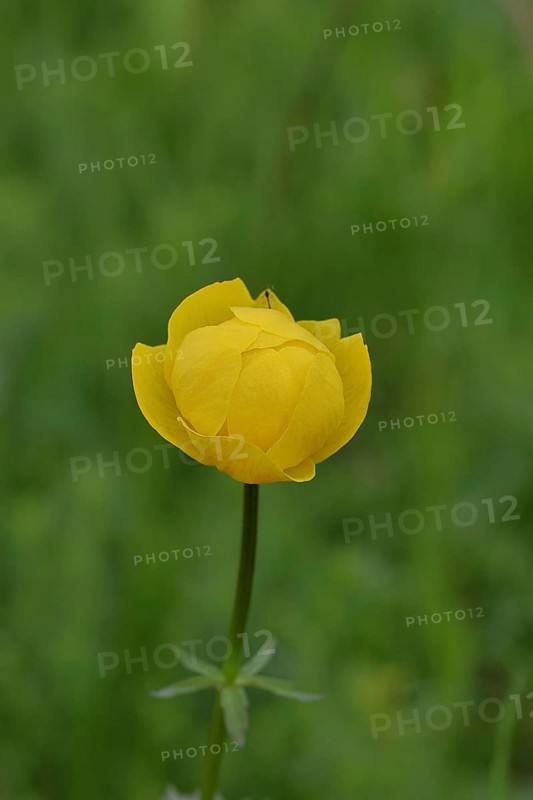 European globeflower (Trollius europaeus), yellow flower on a wet meadow, Wilnsdorf, North Rhine-Westphalia, Germany, Europe