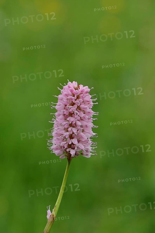 Snake knotweed or meadow knotweed (Bistorta officinalis, Persicaria bistorta), inflorescence, Wilnsdorf, North Rhine-Westphalia, Germany, Europe