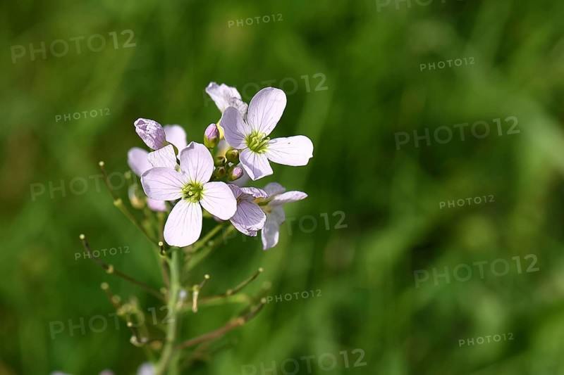 Cuckoo flower (Cardamine pratensis), cuckoo flower, lady's mantle in bloom, Wilnsdorf, North Rhine-Westphalia, Germany, Europe