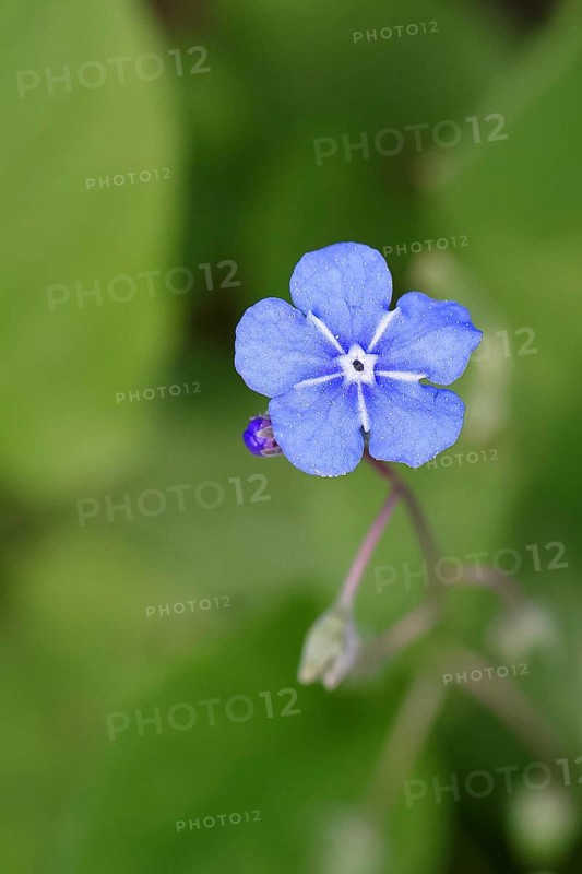 Garden forget-me-not (Myosotis), blue flower, ornamental plant, ornamental flower, flower, botany, blossom, spring, spring, Wilnsdorf, North Rhine-Westphalia, Germany, Europe