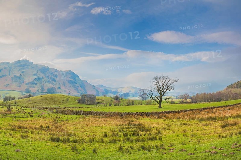 View over an English pasture landscape with a single tree in front of a stone wall and a historic looking stable, Cumbria, Lake District, North West England, United Kingdom, Europe
