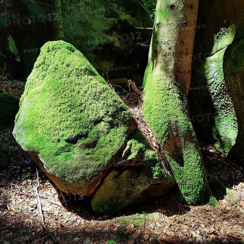 Bizarre rocks with extremely green mossy coloured sandstone in the light, Sauerschweiz, Naturpark Südeifel, Bollendorf, Eifel, Rhineland-Palatinate, Germany, Europe