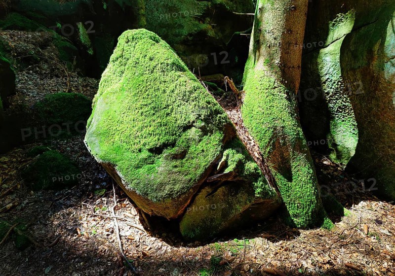 Bizarre rocks with extremely green mossy coloured sandstone in the light, Sauerschweiz, Naturpark Südeifel, Bollendorf, Eifel, Rhineland-Palatinate, Germany, Europe