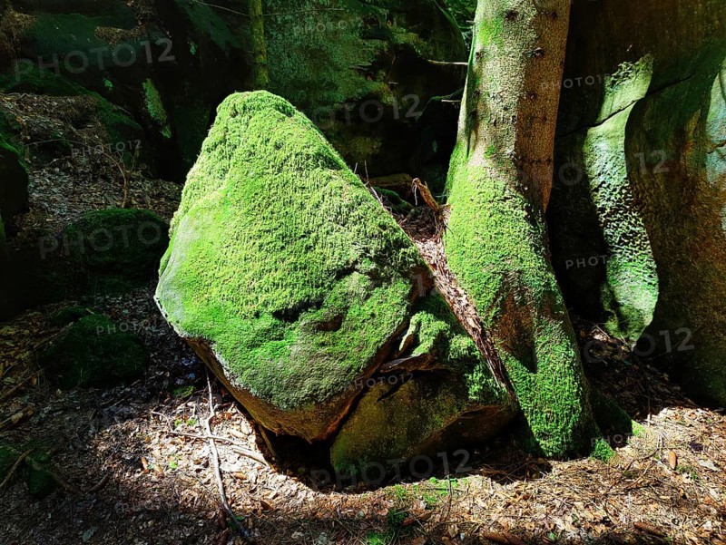 Bizarre rocks with extremely green mossy coloured sandstone in the light, Sauerschweiz, Naturpark Südeifel, Bollendorf, Eifel, Rhineland-Palatinate, Germany, Europe