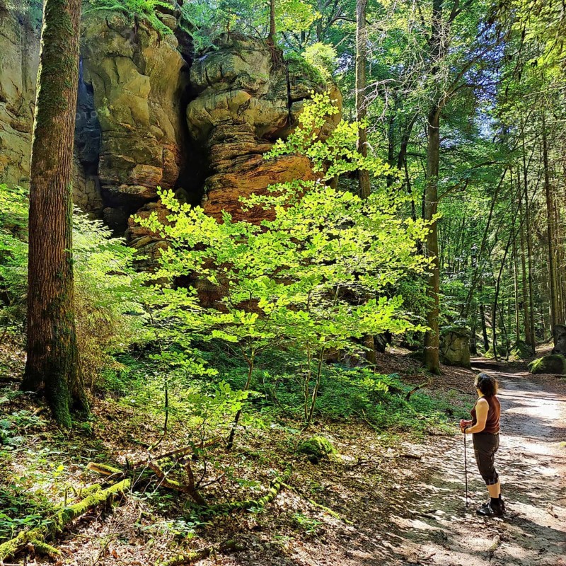 Bizarre red sandstone rock landscapes in the Sauerschweiz, Southern Eifel nature park Park, hiking trail, Bollendorf, Eifel, Rhineland-Palatinate, Germany, Europe