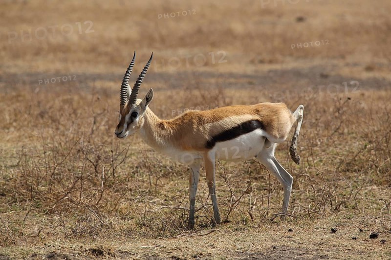Thomson's gazelle (Gazella thomsonii), Ngorongoro Crater, Tanzania, Africa