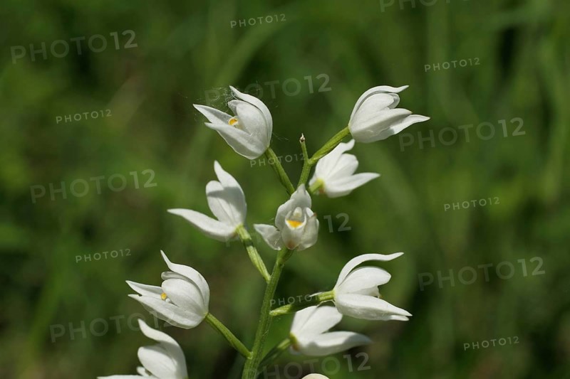Sword-leaved helleborine (Cephalanthera longifolia), Kaiserstuhl, Baden-Württemberg, Germany, Europe