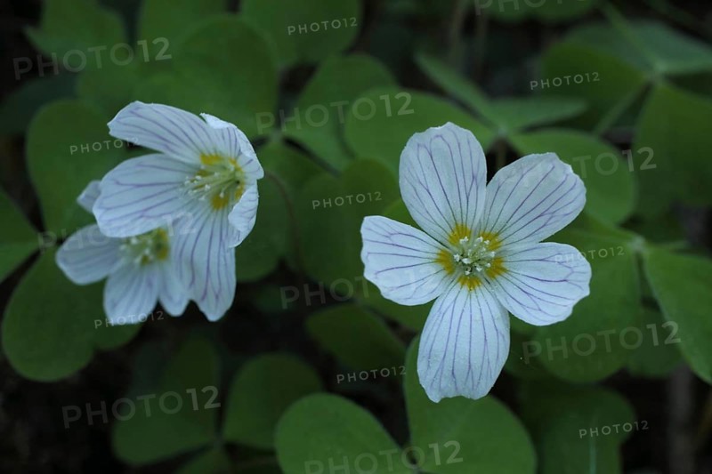 Common wood sorrel (Oxalis acetosella), two flowers, Weilbachtal, Wiesbaden, Taunus, Hesse, Germany, Europe