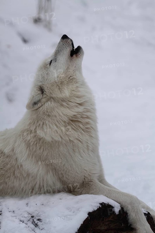 Howling Alaskan tundra wolf (Canis lupus albus) in the snow, portrait, howling, white, head up, captive