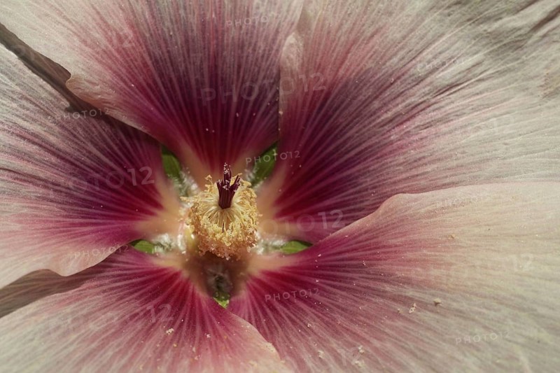 Petals with pistil of a hollyhock (Alcea rosea), close-up, detail, Weilbacher Kiesgruben, Weilbach, Flörsheim, Taunus, Hesse, Germany, Europe