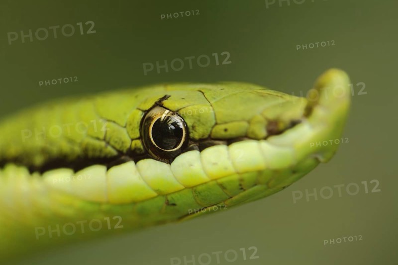 Head of long-nosed bush snake (Philodryas baroni), close-up, eye, long noses, long, funny, green, yellow, blur, captive
