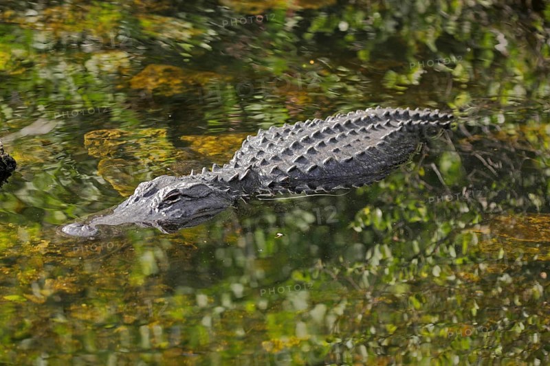 American alligator (Alligator mississippiensis), water, lying, green, Big Cypress Swamp, Florida, USA, North America