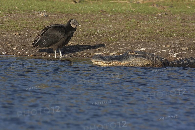 American alligator (Alligator mississippiensis) and black vulture (Coragyps atratus), shore, water, Myakka River State Park, Florida, USA, North America