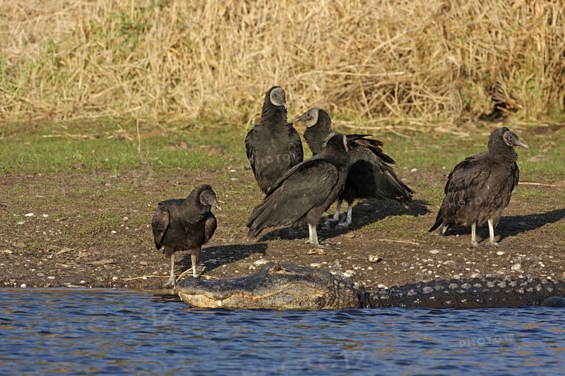 American alligator (Alligator mississippiensis) lying on the shore and a troop of corvids (Coragyps atratus), Myakka River State Park, Florida, USA, North America