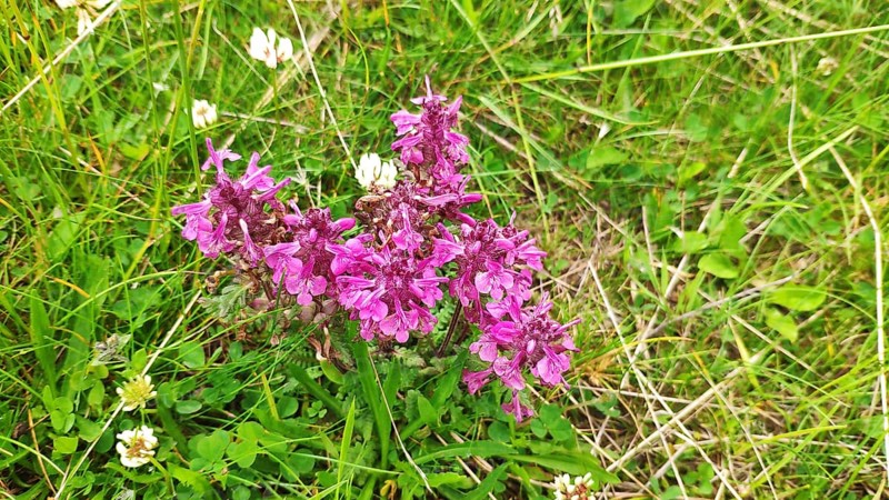 Verticillate lousewort (Pedicularis verticillata), Carpathians, Transylvania, Romania, Europe