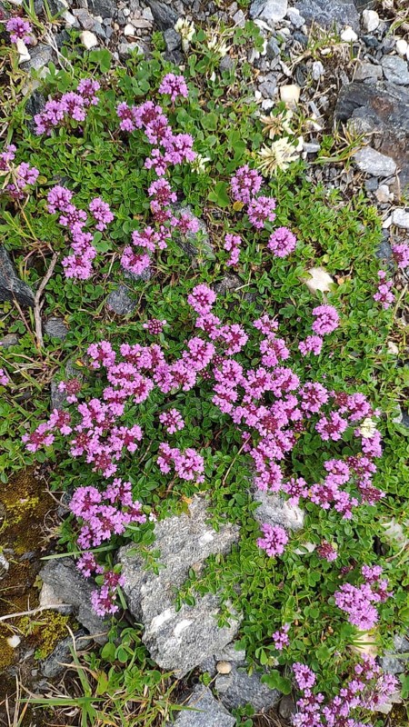 Thyme (Thymus spec.), Carpathians, Transylvania, Romania, Europe