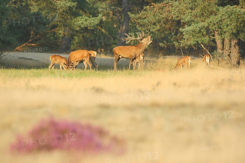 Herd of red deer (Cervus elaphus) and male red deer in rut, rut, antlers, heathland, De Hoge Veluwe National Park, Veluwe, Gelderland, Holland, Netherlands