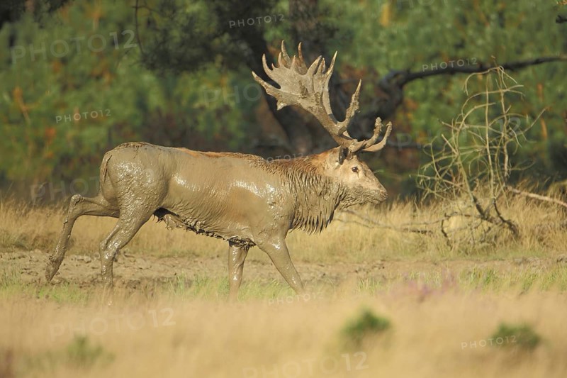 Red deer (Cervus elaphus) smeared with mud, dirt, dirty, fur care, antlers, National Park De Hoge Veluwe, Veluwe, Gelderland, Holland, Netherlands