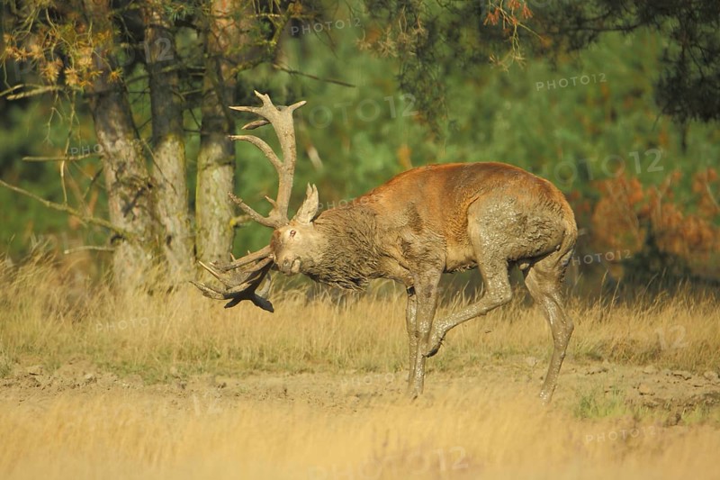 Male red deer (Cervus elaphus) grooming and in the mud Mud, wallowing, dirty, antlers, De Hoge Veluwe National Park, Veluwe, Gelderland, Netherlands, Netherlands