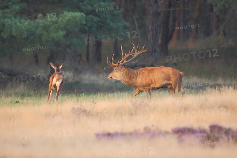 Female and male red deer (Cervus elaphus) during rut, hunting, running after, antlers, heathland, Hoge Veluwe National Park, Netherlands