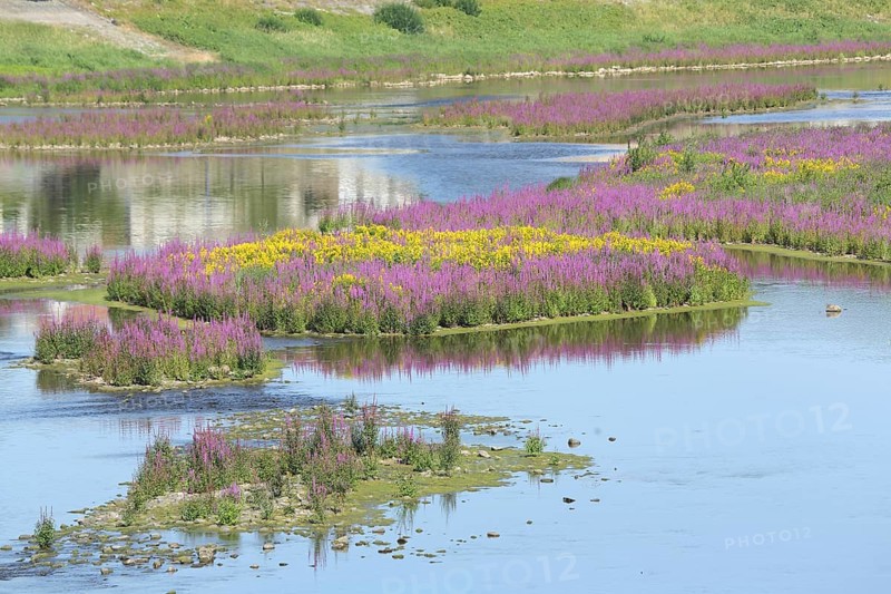 Blooming splendour in the river Eder, river island, flower meadow, landscape, nature, Herzhausen, Vöhl, Hesse, Germany, Europe