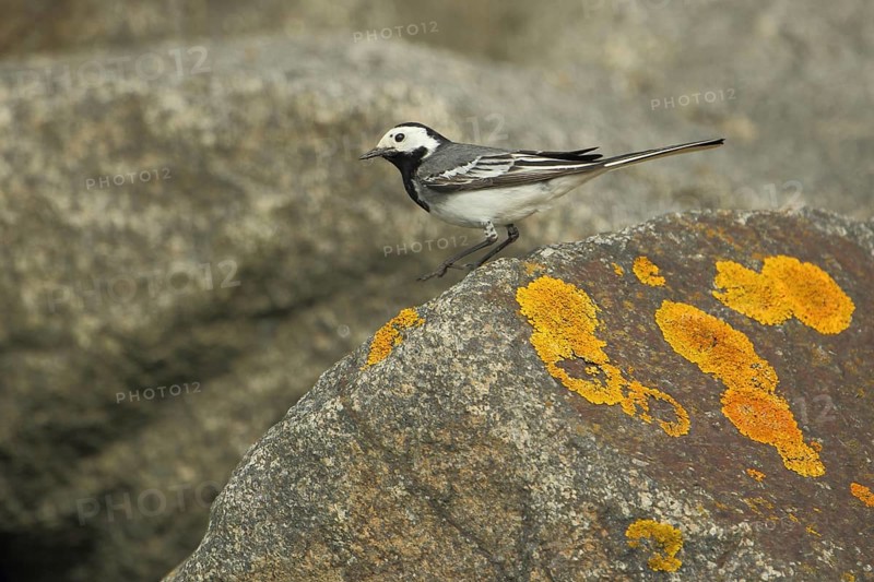 White wagtail (Motacilla alba) on rocks with yellow lichen, stone, Nationaal Park Duinen, Texel, North Holland, Netherlands