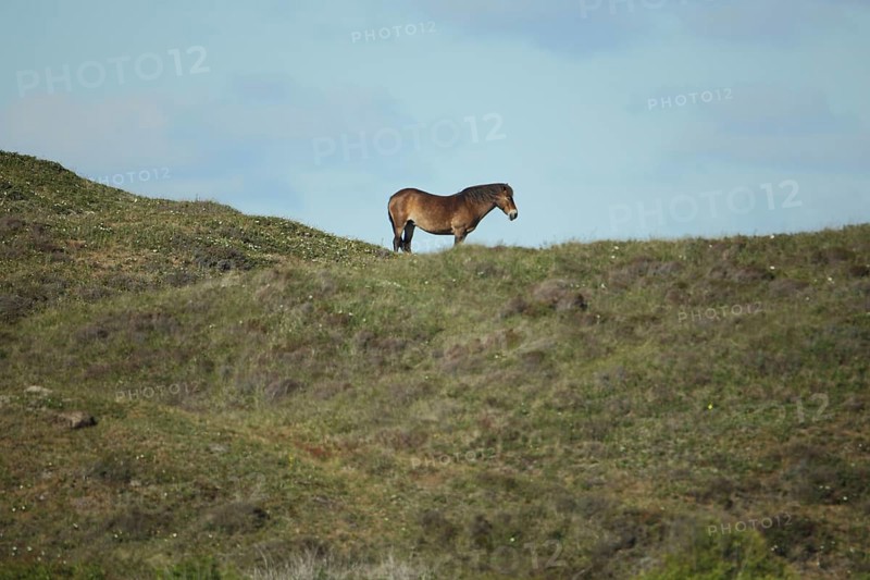 Domestic horse (Equus ferus cabullus) standing in dunes, landscape, Hoornderslag, Den Hoorn, Nationaal Park Duinen, Texel, North Holland, Netherlands