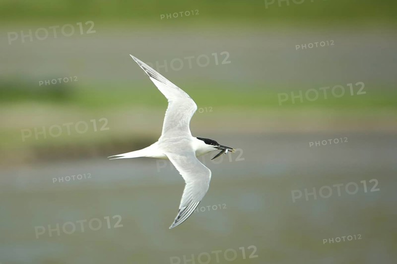 Sandwich tern (Sterna sandvicensis) in flight with food, fish, De Wagejot, Texel, North Holland, Netherlands